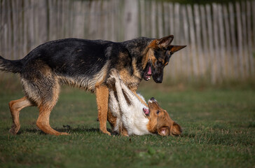 German Shepherd and Sheltie dogs playing in the grass and having fun