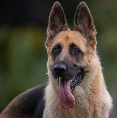 German shepard with ears up and tongue out