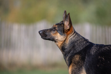 Side of German Shepard head looking