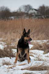 a series of photos with a dog. german shepherd plays in a snowy park in winter. dog with a stick, pet, walking in nature. shepherd dog in the snow in a dry reed. autumn, winter or spring. favorite pet