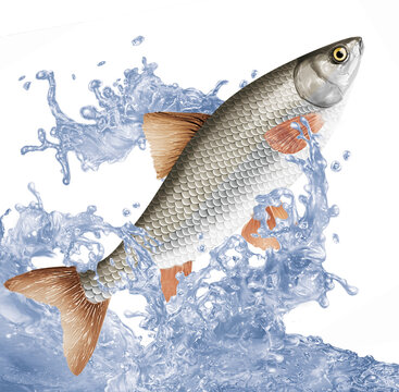 poisson , vandoise  , perche, p&ecirc;che, animal, isol&eacute;, aliment, gicl&eacute;e, eau, nature, attraper, blanc, ailette, comestible, vague, sauter, douce, fleuve, lac, aquarium, queue, frais, &eacute;caill&eacute;e, brut, mer, 