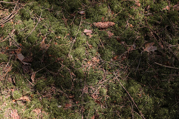 Forest background. Moss, pine needles, fir cones, bark. Brown and marsh colors