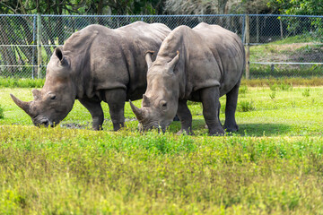 Naklejka premium Pair of rhinoceroses in the zoo