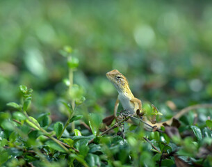 The dragon was raising its neck in a green bush.