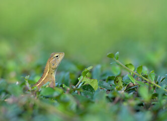 The dragon was raising its neck in a green bush.
