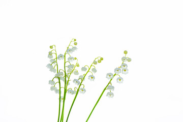 Obraz premium Lily of the valley flower on white background.