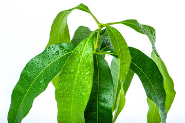 Mango leaves close-up on a white background. Green leaves of exotic plants with water drops. Care...