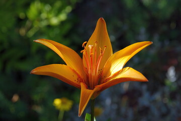 Lanceolate lily of orange color. A large flower of bright orange color has blossomed with six elongated petals. In the center there are stamens and a large pistil.