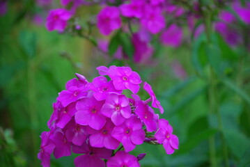 Dark pink phlox on a green background. Dark pink flowers have grown and bloomed on a long green...