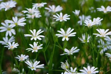 Stellaria holostea. delicate forest flowers of the chickweed, Stellaria holostea or Echte Sternmiere. floral background. white flowers on a natural green background. close-up