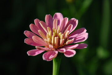 Pale pink zinnia flower. An open bud of Zinnia blooms on a thin green stem. The edges of the petals are pale pink in color, yellow in the center. The petals of the flower are illuminated by the sun.