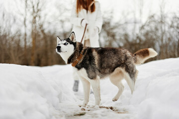 woman with a purebred dog on the snow walk play rest winter holidays