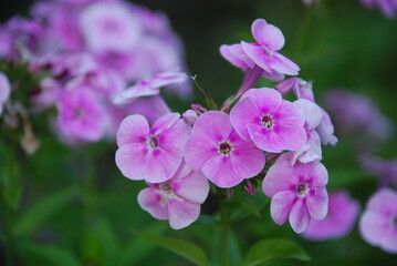 Fototapeta na wymiar Light pink phlox on a green background. Pale pink flowers rose and blossomed on a long green stem. The flowers are medium-sized with five diamond-shaped leaves. Some flowers are still closed in buds.
