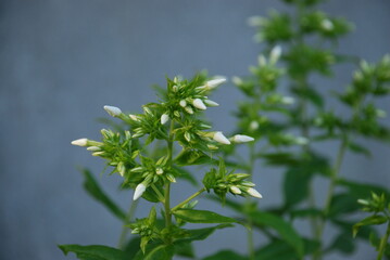 White phloxes on a gray background. White flowers have grown on a long green stem and are ready to...