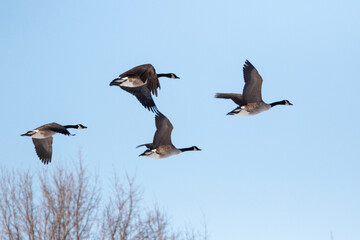 four geese flying in blue sky with a few trees in the background 