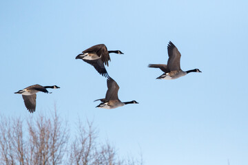 four geese flying in blue sky with a few trees in the background 