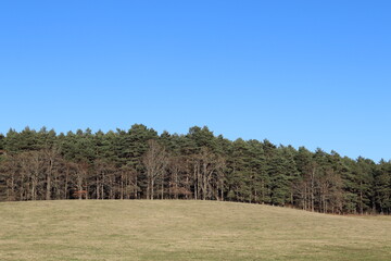 Lo que se esconde entre la arboleda.