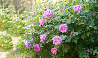 branches with pink roses near the ground - background with copy space for text