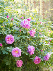 wild rose branches with pink flowers - green summer background