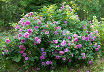 a huge bush blooming with pink roses
