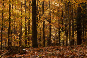 The beauty of nature in the forest