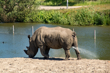 Obraz premium Rhinoceros