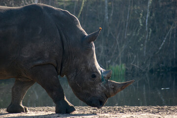 Obraz premium Rhinoceros