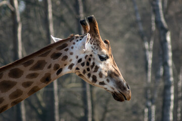 giraffe