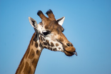 giraffe