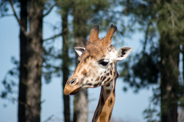 giraffe