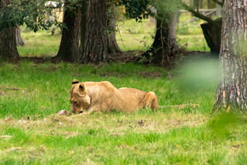 Fototapeta premium Lion