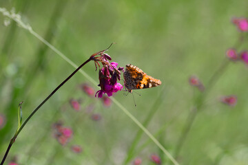 butterfly Vanessa Cardui, sitting on a wildflower Viscaria vulgaris. pink meadow flower, beautiful butterfly, close-up. delicate flowers, green blurred background. macro nature