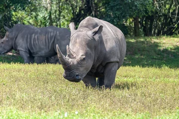 Foto op Plexiglas Rhino advances in the wild  © SDF_QWE