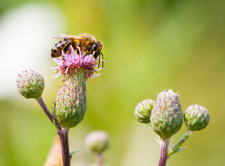 a bee on a pink thorny flower and collects nectar. close-up, macro of thorny purple thistle and bee blossom bloom flower. Bee collects pollen on light green background. European honey bee