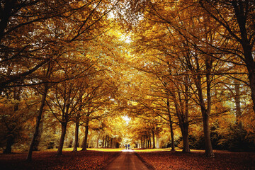 Fototapeta premium autumn in the park