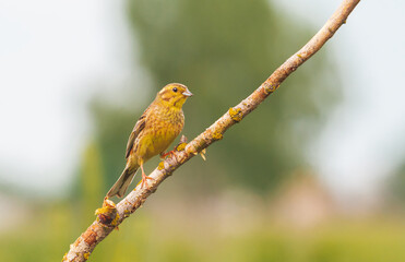 yellowhammer bird sitting on a branch