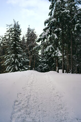 Winter Landscape Snow covered larch trees on a slope against the mountains