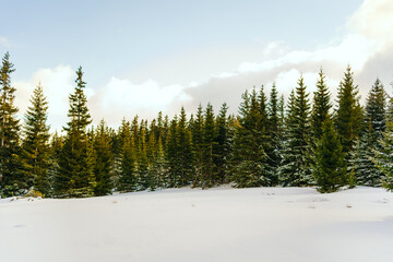 Winter Landscape Snow covered larch trees on a slope against the mountains