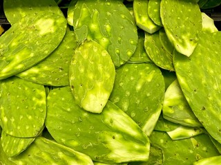 A group of the typical and delicious nopal leaves