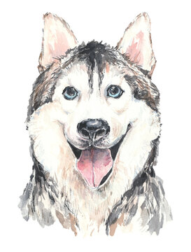 Watercolor Husky dog. Watercolor dog portrait. Painting animal.