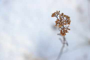 Dry flower with frost on brown branches in winter