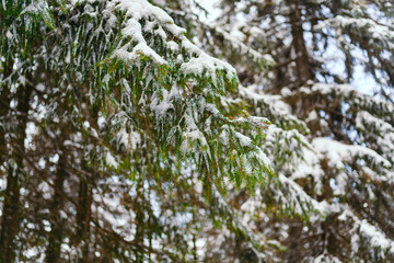 Winter Landscape Snow covered larch trees on a slope against the mountains