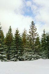 Winter Landscape Snow covered larch trees on a slope against the mountains