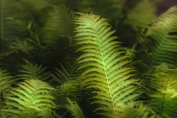 Fototapeta na wymiar Zielone podświetlone soczyste liście paproci leśnej w zaciszu leśnych drzew. Makro 