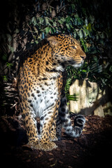 Fototapeta na wymiar A leopard, Panthera pardus, panther standing, portrait