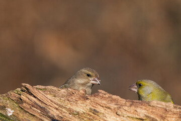 the greenfinch (Chloris chloris)