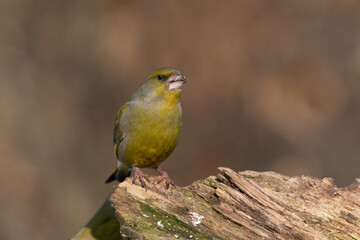 the greenfinch (Chloris chloris)