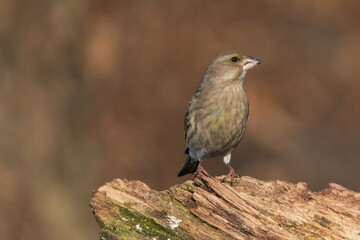 the greenfinch (Chloris chloris)