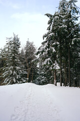 Winter Landscape Snow covered larch trees on a slope against the mountains