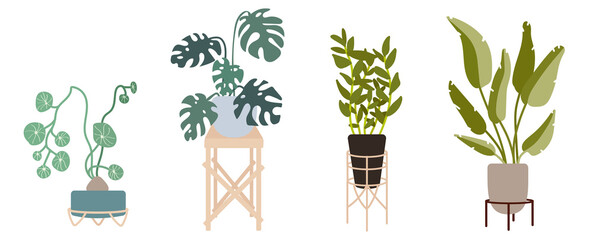 Fototapeta na wymiar Set of houseplants, popular flowers in pots on stands.Vector graphics.